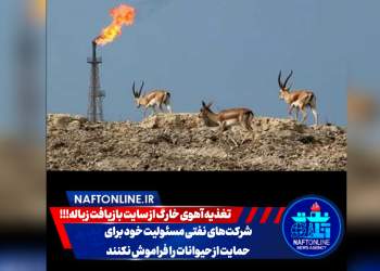 شرکت های نفتی و حمایت از حیوانات | نفت آنلاین