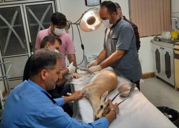 نجات آهو | پرسنل نفت | نفت آنلاین
